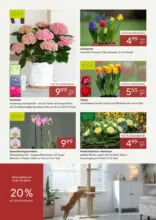 Pflanzen-K&ouml;lle: Zeit f&uuml;r Fr&uuml;hlingsgef&uuml;hle