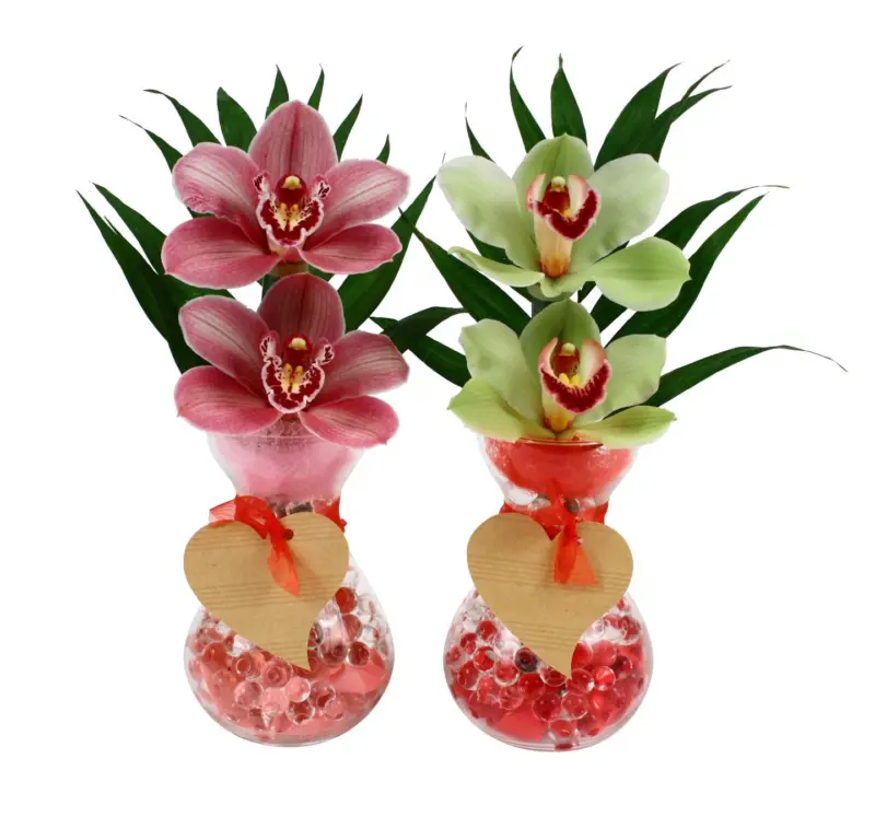 Цимбидиум с 2 цвята