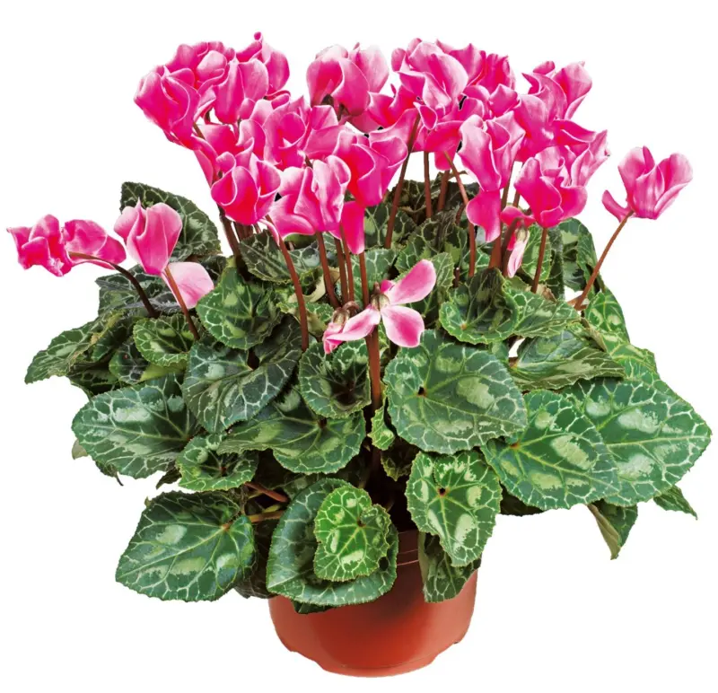 Циклама Стайно растение