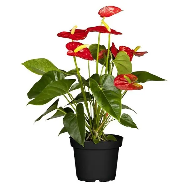 Piardino Flamingoblume