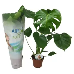 Piardino Fensterblatt