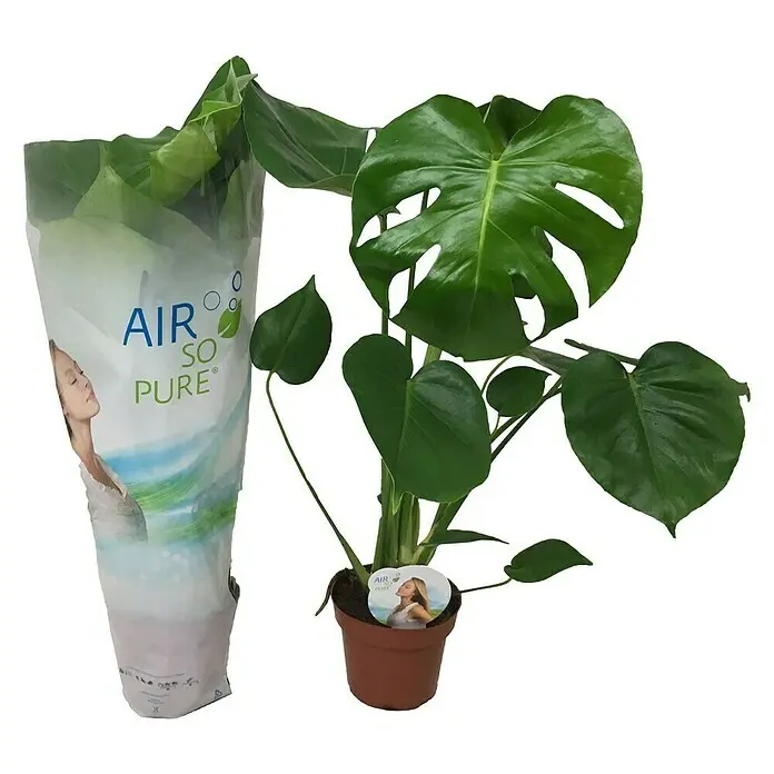 Piardino Fensterblatt