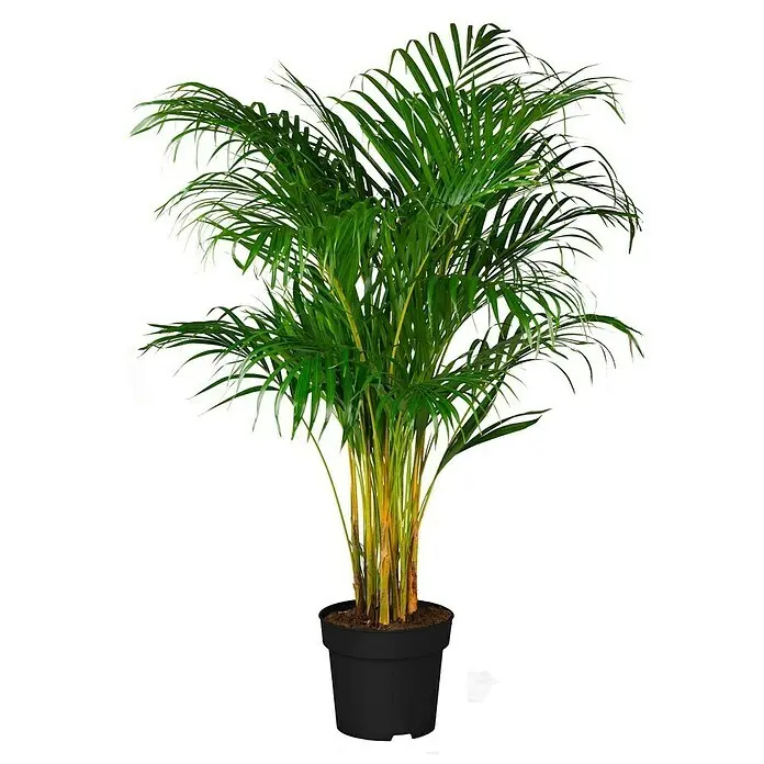 Piardino Goldfruchtpalme