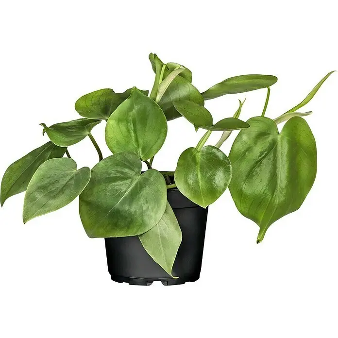 Piardino Zimmerpflanzen-Mix