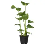 BAUHAUS Bregenz Piardino Baumstrelitzie - bis 24.02.2026