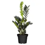 BAUHAUS Bregenz Piardino Gl&uuml;cksfeder 'Black Raven' - bis 24.02.2026