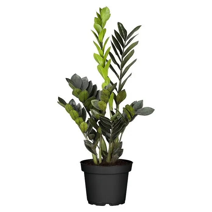 Piardino Gl&uuml;cksfeder 'Black Raven'