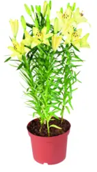 Лилиум &Oslash;13 см