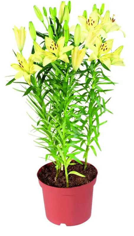 Лилиум &Oslash;13 см
