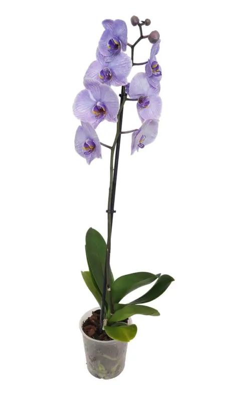 Цветна орхидея Фаленопсис оцветена допълнително