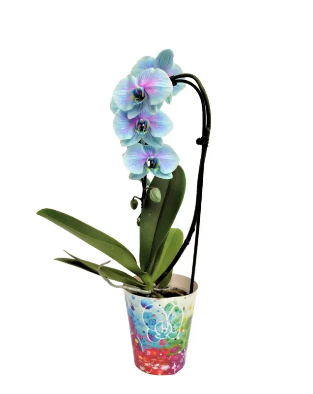Синя орхидея Фаленопсис в керамична кашпа
