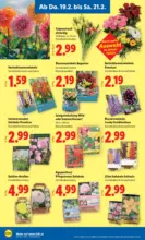 Lidl Lidl - ab 19.02.2026