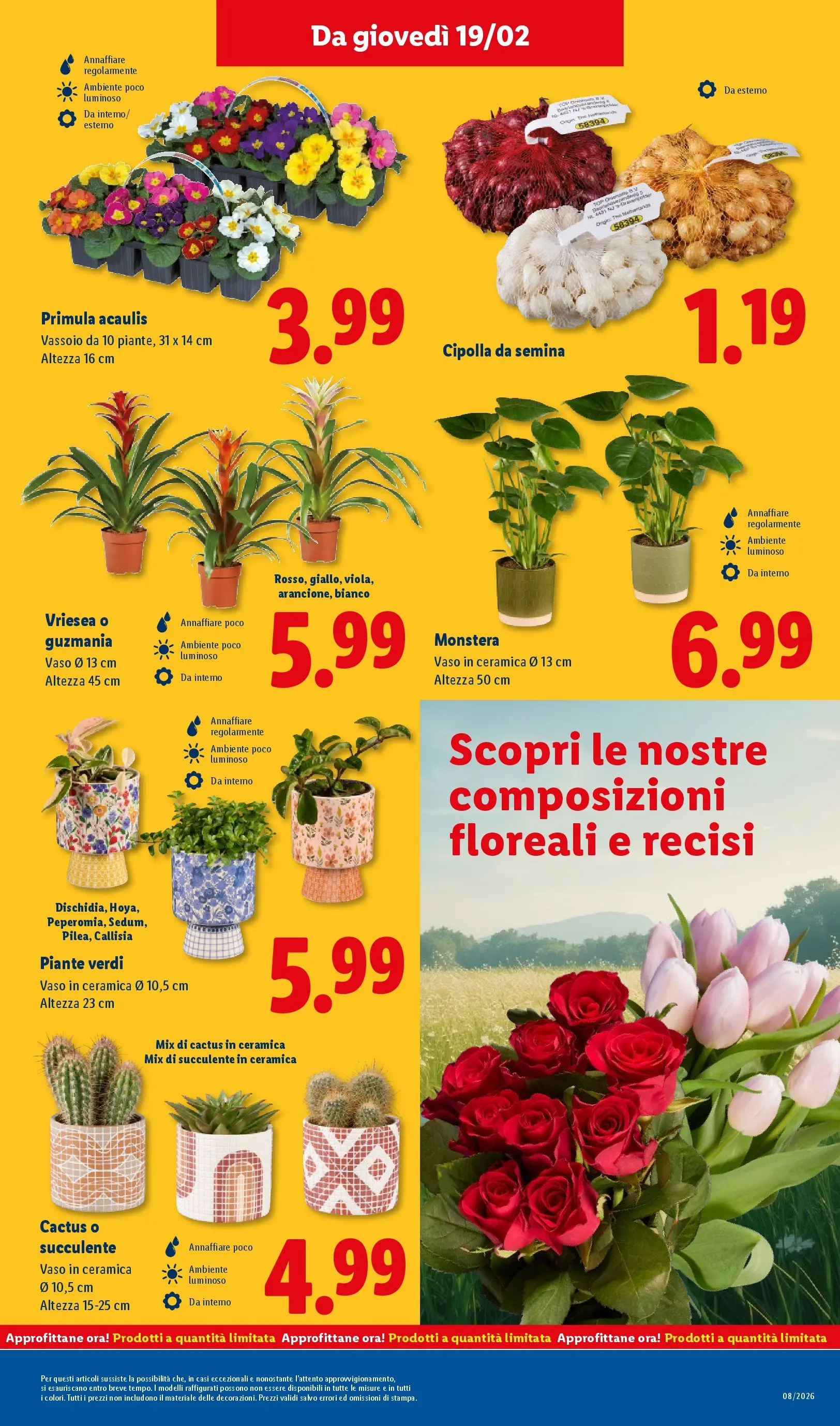 LIDL volantino della prossima settimana dal ﻿12/02/2026﻿ 📣 | Pagina: 51 | Prodotti: Cactus, Vassoio, Vaso