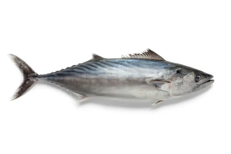 Черноморски паламуд пресен, изчистен