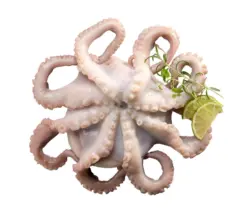 Октопод от свежата витрина