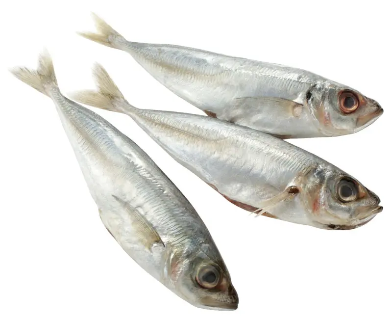 Сафрид от нашата витрина