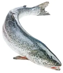 Сьомга цяла от нашата витрина