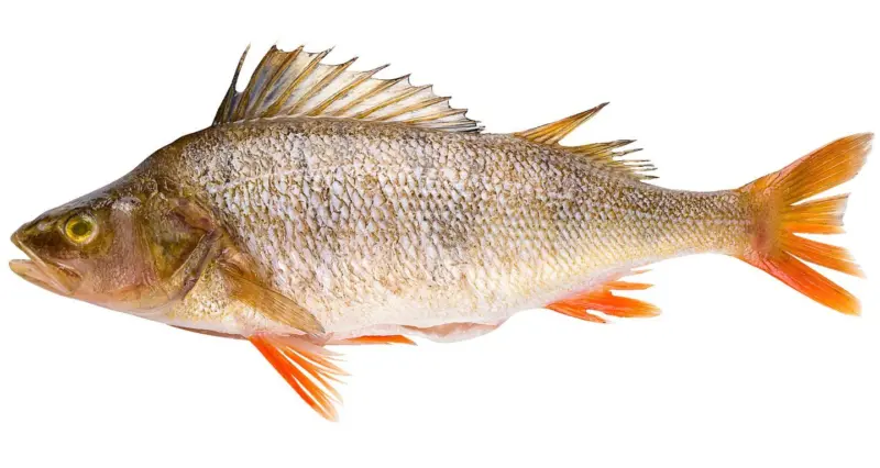 -25% отстъпка за всички продукти Риба и Рибни деликатеси от витрина с обслужване