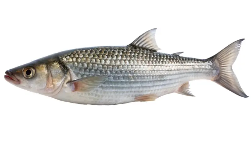 Кефал от свежата витрина