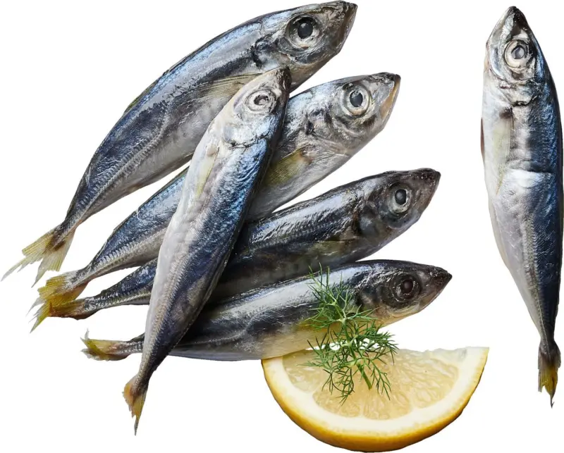 Сафрид от свежата витрина