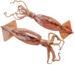 Калмари лолиго от нашата витрина