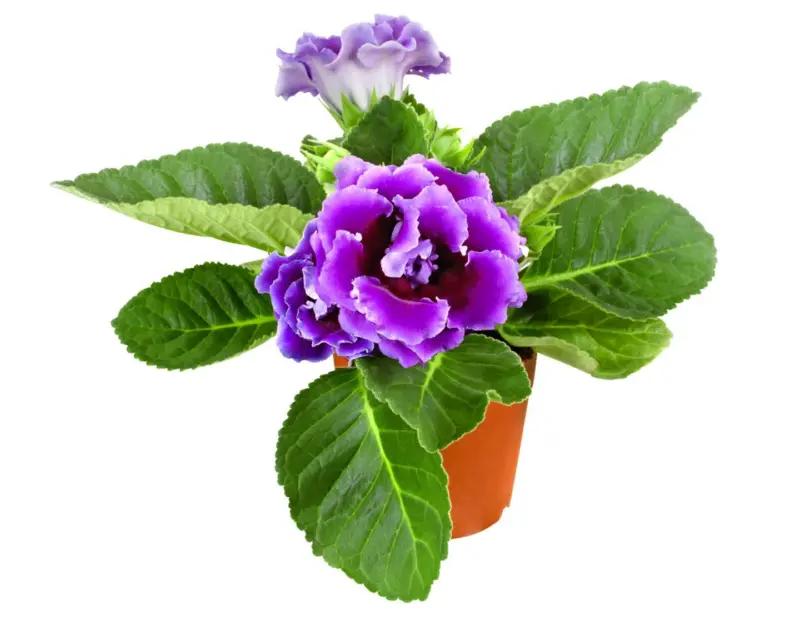 Глоксиния Стайно растение