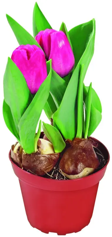 Лалета &Oslash;12 см