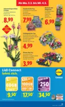 Lidl Lidl - ab 26.02.2026