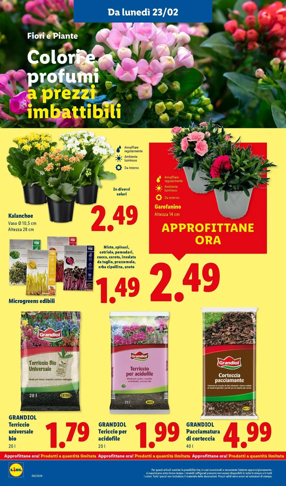 LIDL volantino della prossima settimana dal ﻿22/02/2026﻿ 📣 | Pagina: 36 | Prodotti: Insalata, Aneto, Terriccio, Vaso
