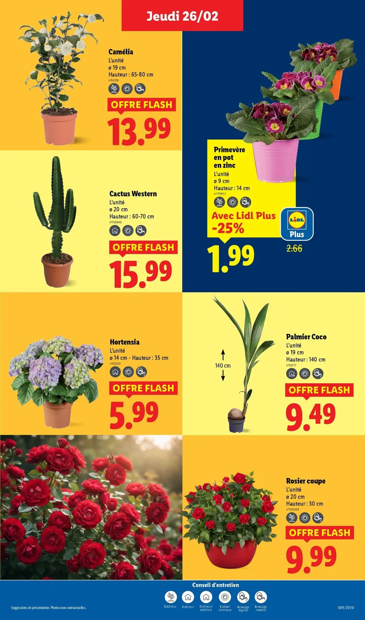 Catalogue LIDL du 25/02/2026 | Promo prospectus en ligne | Page: 29 | Produits: Hortensia, Camelia, Rosier, Palmier coco Catalogue LIDL du 25/02/2026 | Promo prospectus en ligne | Page: 29 | Produits: Hortensia, Camelia, Rosier, Palmier coco