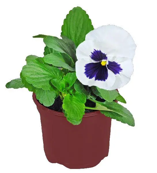 Теменужка &Oslash;9 см