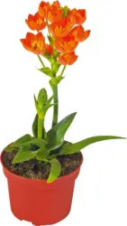 Витлеемска звезда