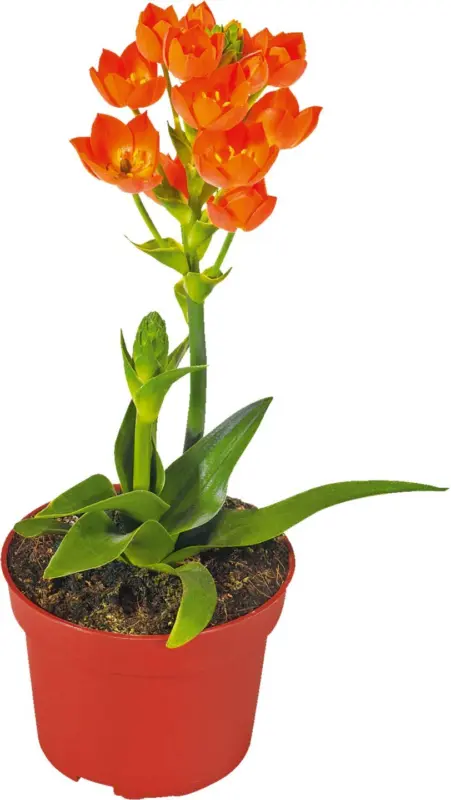 Витлеемска звезда