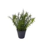 XXXLutz Lauterach - Ihr M&ouml;belhaus bei Bregenz Kunstblume