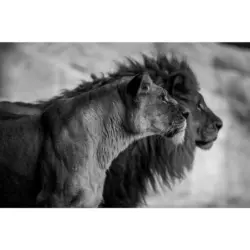 Aluminiumbild 148/98 cm