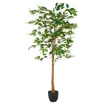 XXXLutz Lauterach - Ihr M&ouml;belhaus bei Bregenz Ficus Benjamina Ficus Benjamina 150 cm