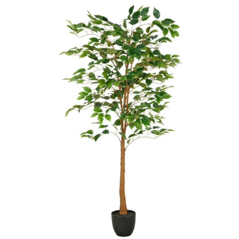 Ficus Benjamina Ficus Benjamina 150 cm