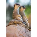 XXXLutz Lauterach - Ihr M&ouml;belhaus bei Bregenz Aluminiumbild 98/148 cm