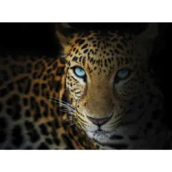 Leinwandbild Tiere 135/100 cm