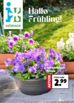 Blumen Ostmann GmbH Blumen Ostmann - Hallo Fr&uuml;hling! - bis 06.03.2026