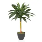 XXXLutz Lauterach - Ihr M&ouml;belhaus bei Bregenz Kunstpflanze Drachenbaum