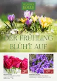 Pflanzen-K&ouml;lle: Der Fr&uuml;hling bl&uuml;ht auf