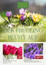 Pflanzen-K&ouml;lle Gartencenter Pflanzen-K&ouml;lle: Der Fr&uuml;hling bl&uuml;ht auf - bis 31.03.2026