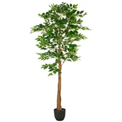 Ficus Benjamina Ficus Benjamina 180 cm