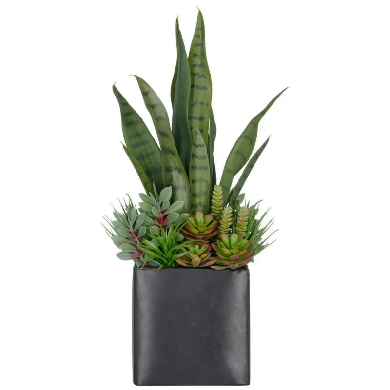 Sukkulente Sukkulente 55 cm