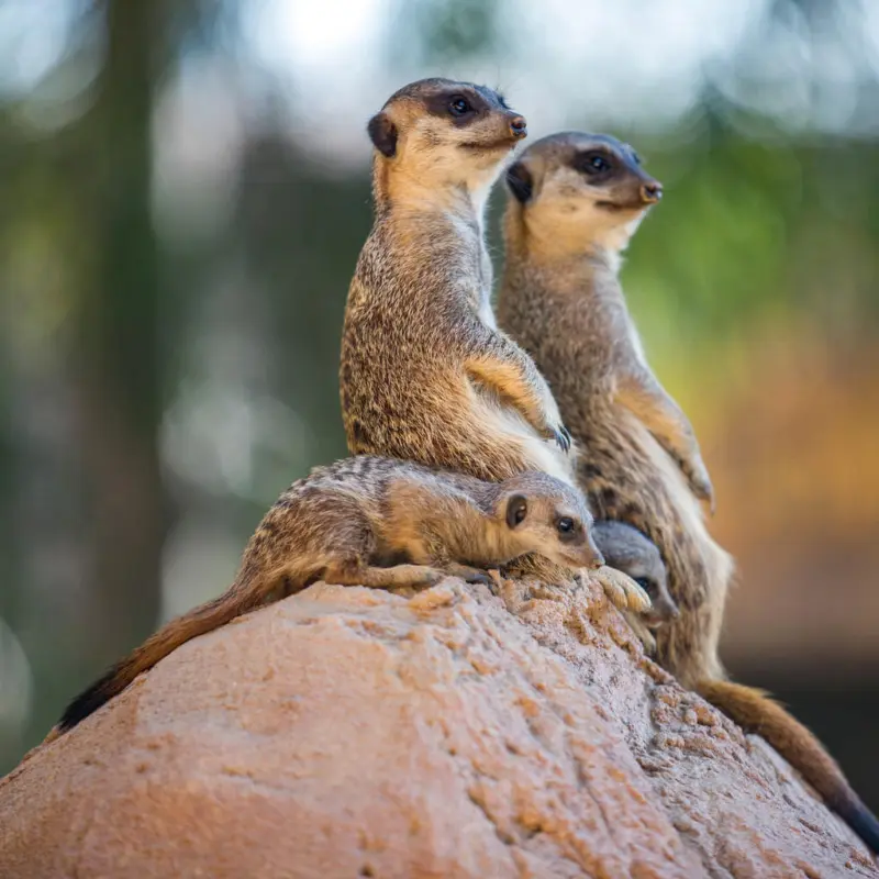 Aluminiumbild 74/74 cm