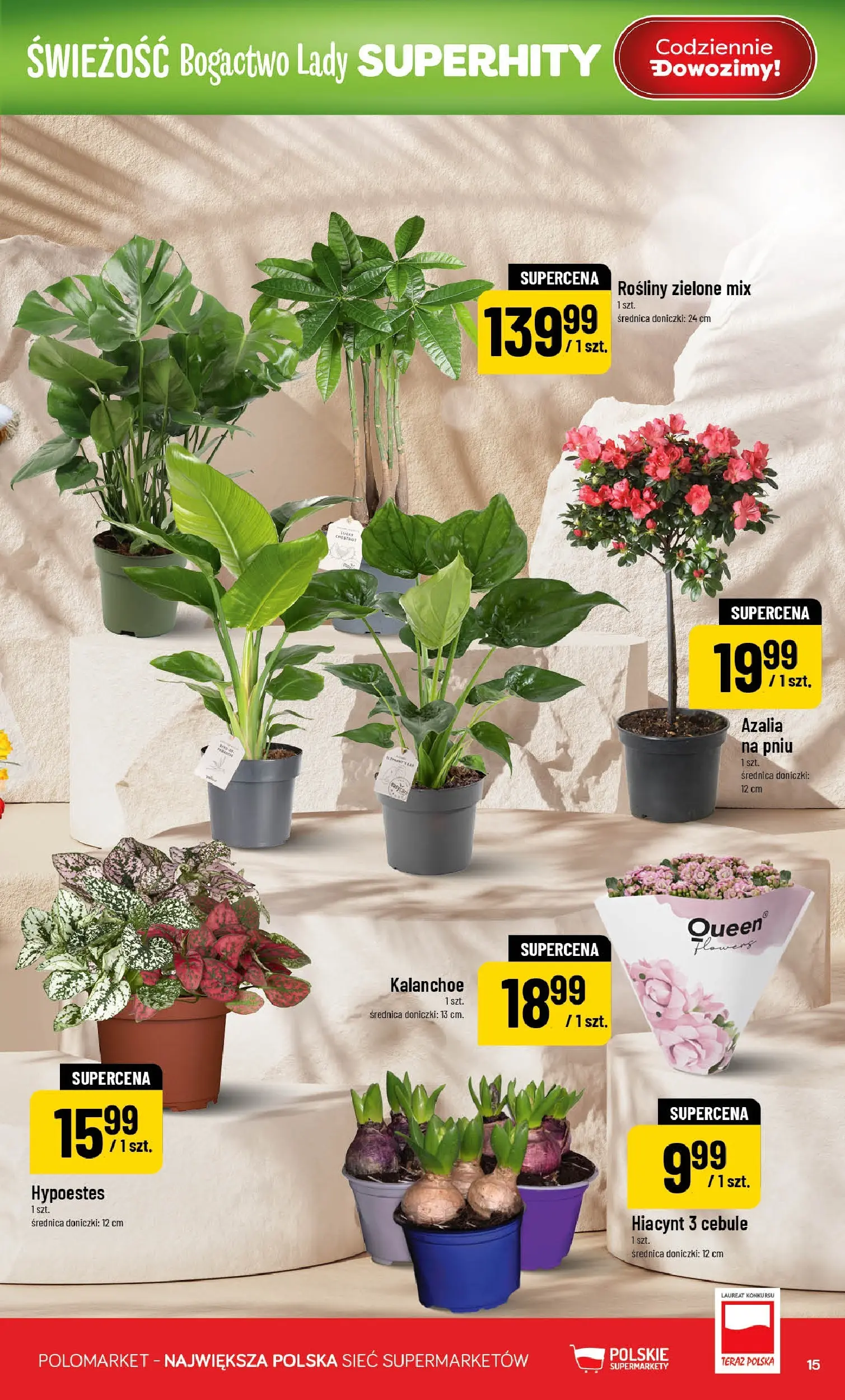 Nowa POLOmarket gazetka od jutra 25.02.2026 (PDF) | Strona: 15 | Produkty: Rosliny, Kalanchoe, Azalia na pniu, Cebule