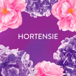 Lenor Weichsp&uuml;ler Bl&uuml;tentraum XXL