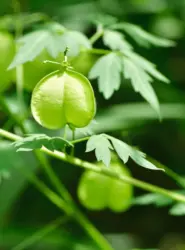 RAUSCH Shampoo Sensitive Herzsamen