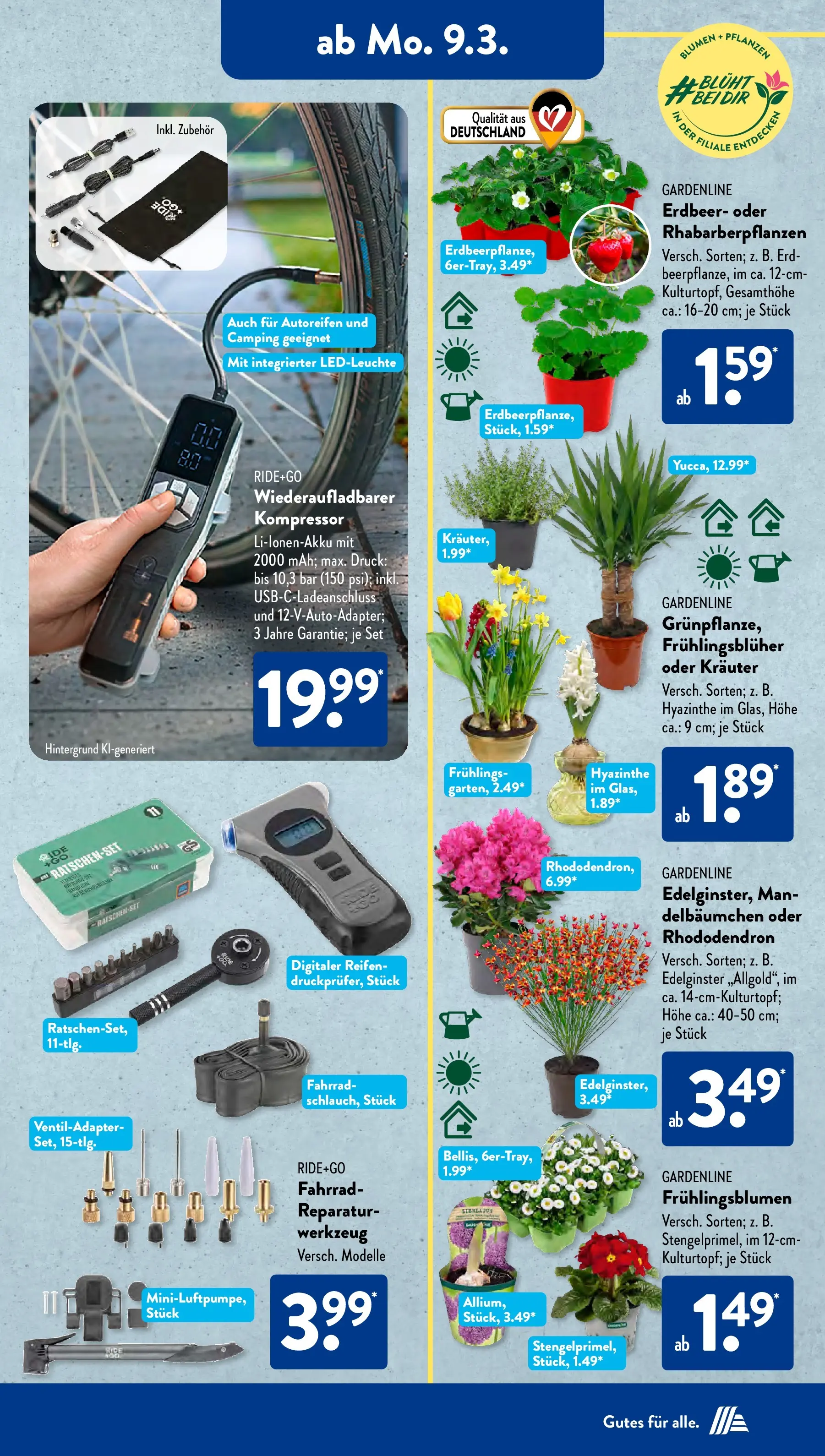 Aldi Süd Wochenangebote (ab 09.03.2026) zum Blättern | Seite: 13 | Produkte: Blumen